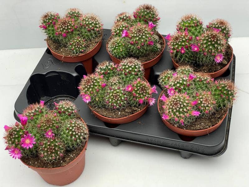 155 Cactus bloei 12 cm