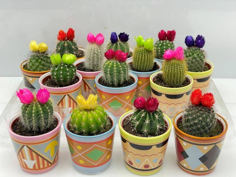 173 Picasopot Sier 6.5 cm