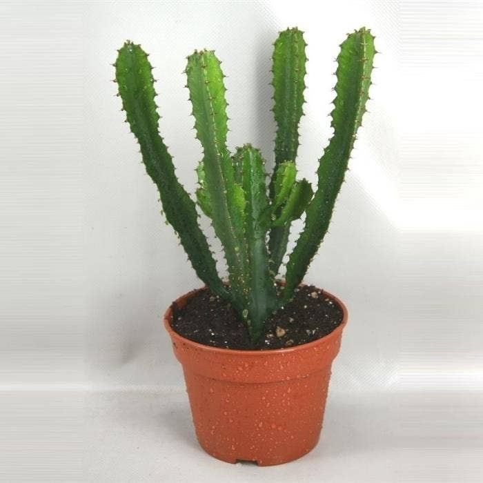 1736 Hermentiana 17 cm