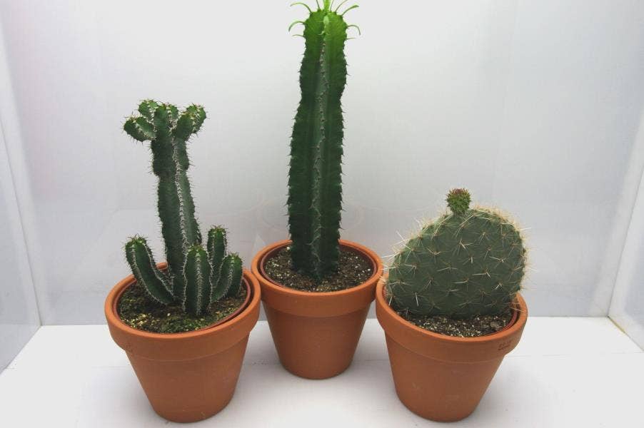 1820 Rozenpot cactus 17 cm