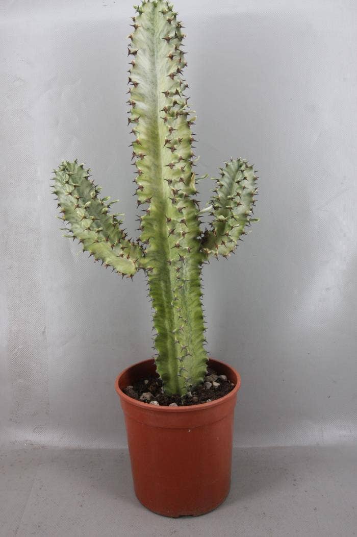 1827I Euphorbia marmorata 19 cm