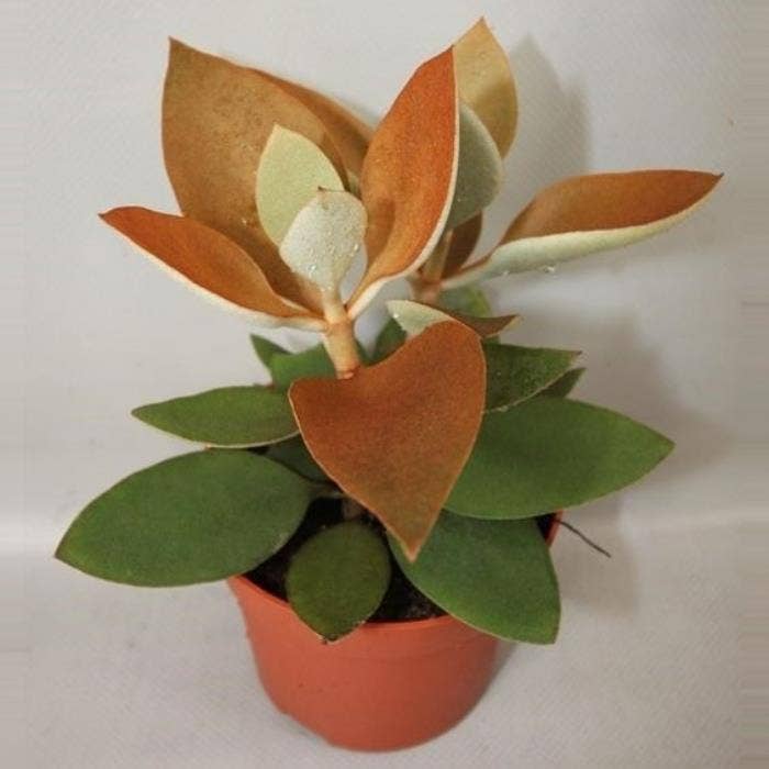 196 Kalanchoe Orgyalis 12 cm