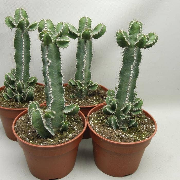 216 Polyacantha 17 cm