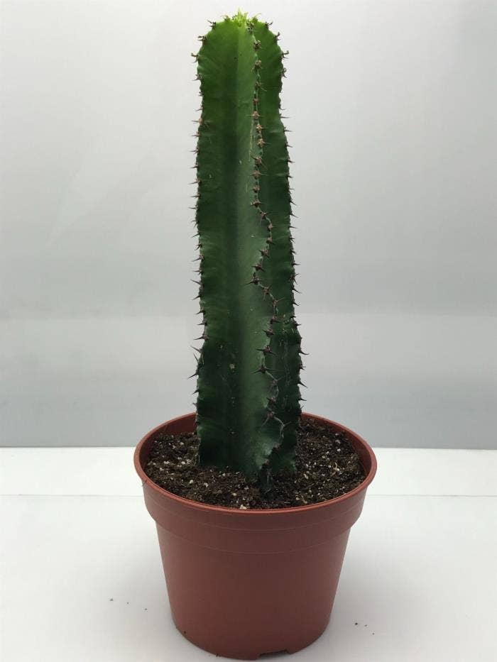 217 Euphorbia ingens 17 cm