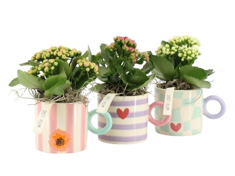 21852: Lovess arrangement