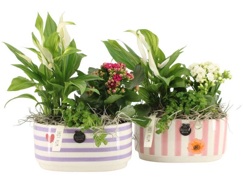 21855: Lovess arrangement