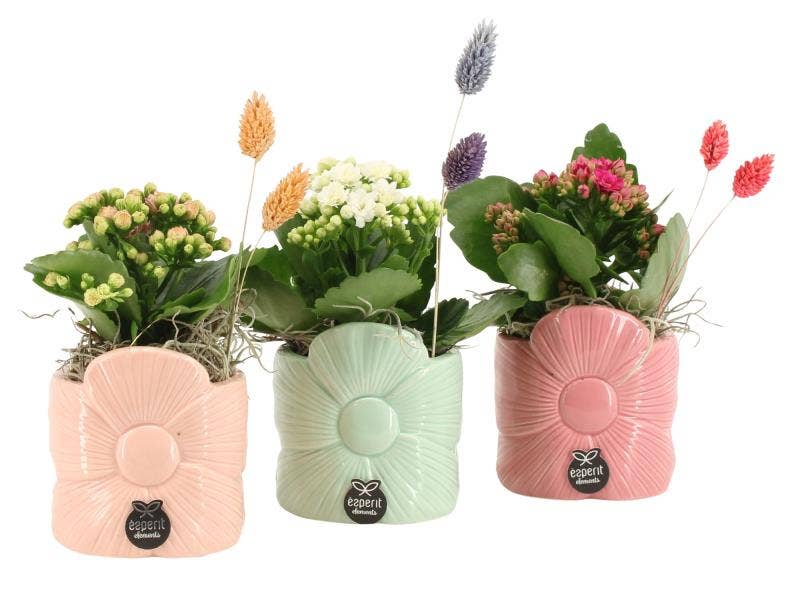 21865: Love arrangement