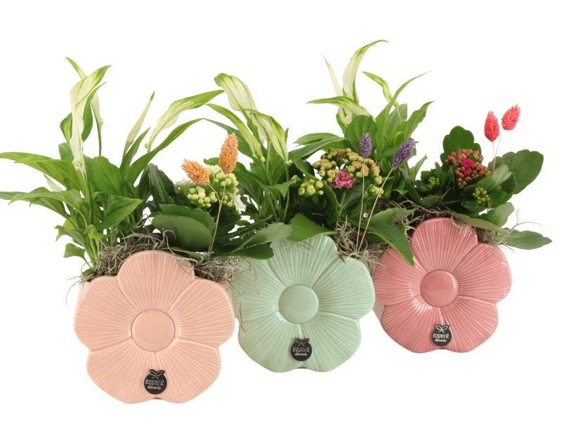 21868: Love arrangement