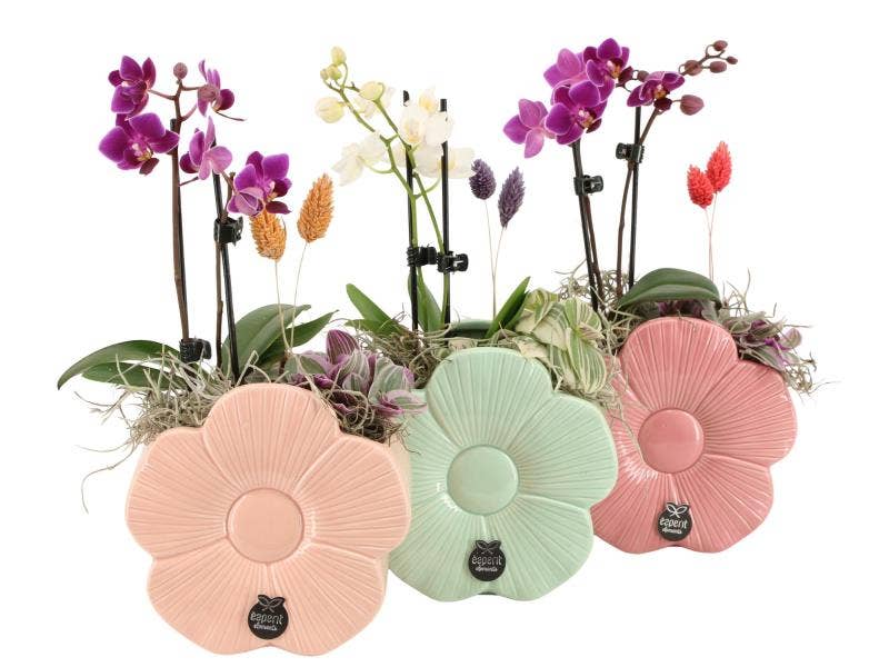 21869: Love arrangement