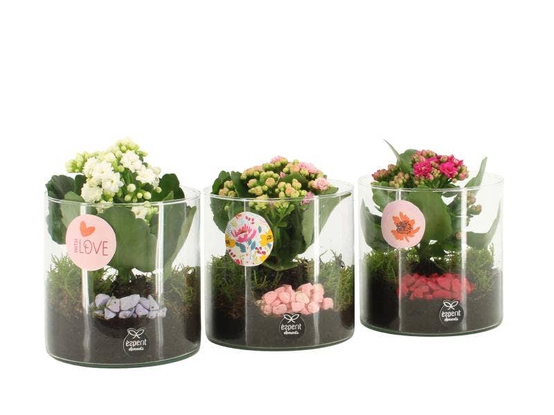 21870: Love arrangement