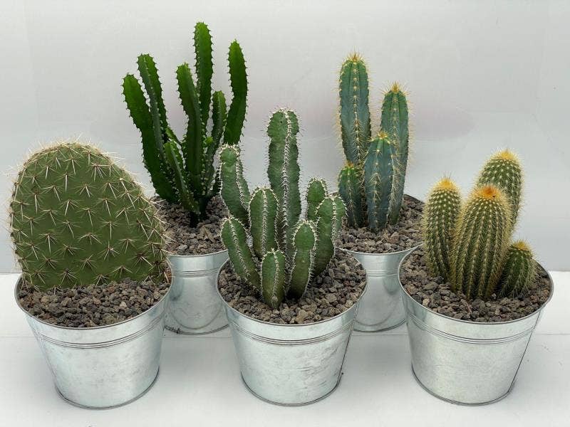 219 Cactus in zink met grind 19 cm