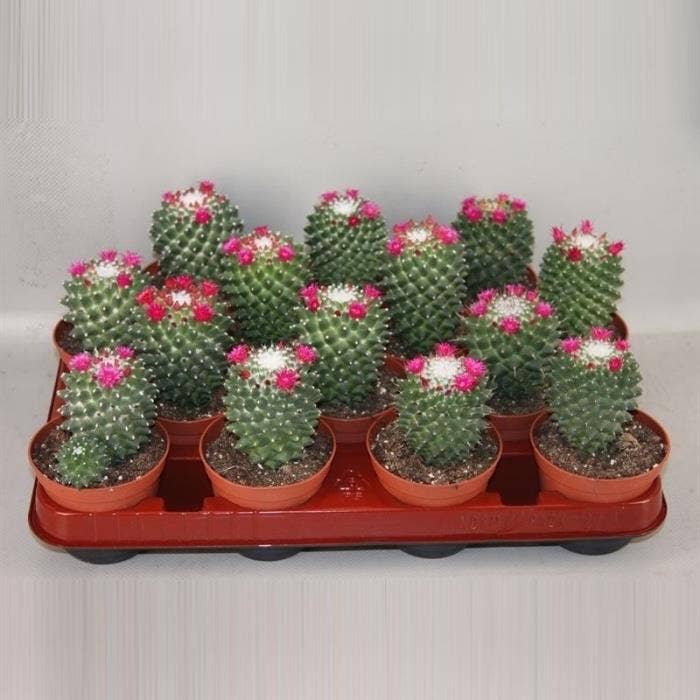 2671 Zomer Bloeiers Toluca 8,5 cm