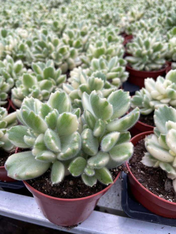 31 Crassula bont 12 cm