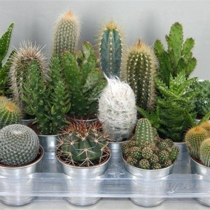 314 cactus in zinken pot 6,5 cm