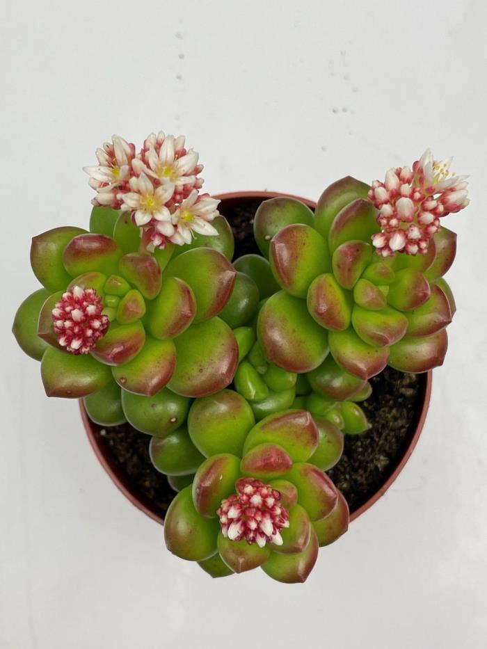 327 Sedum Lucidum 8,5 cm