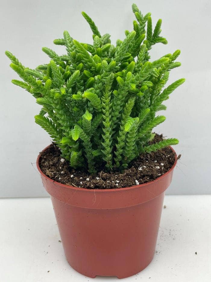340 Crassula Muscosa 8,5 cm