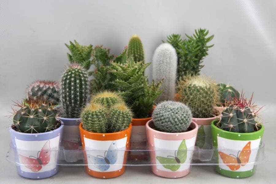 435 Butterfly pot cactus 6,5 cm