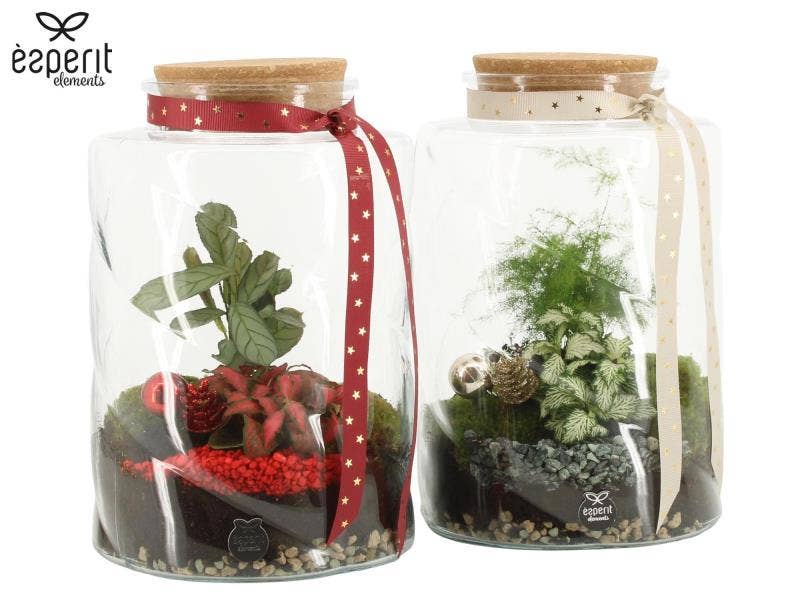 61790: X-mas terrarium