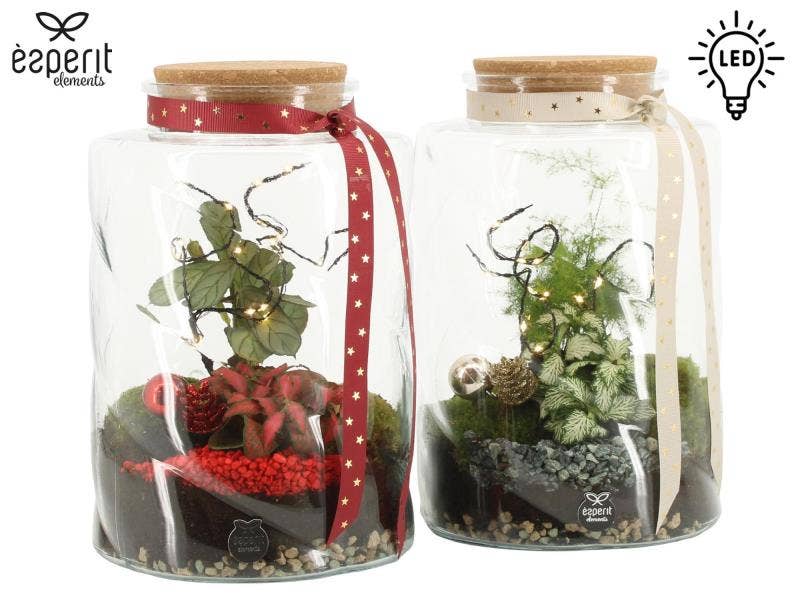 61791: X-mas terrarium