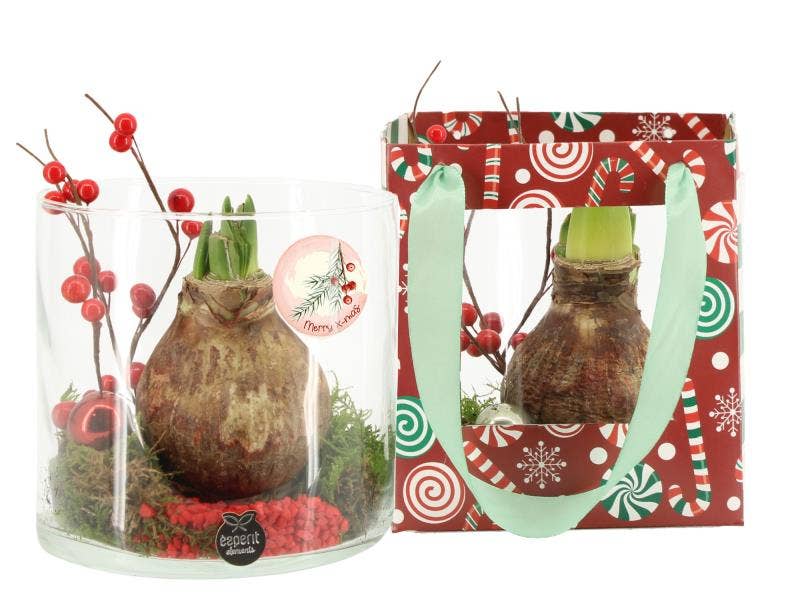 61995: X-mas arrangement