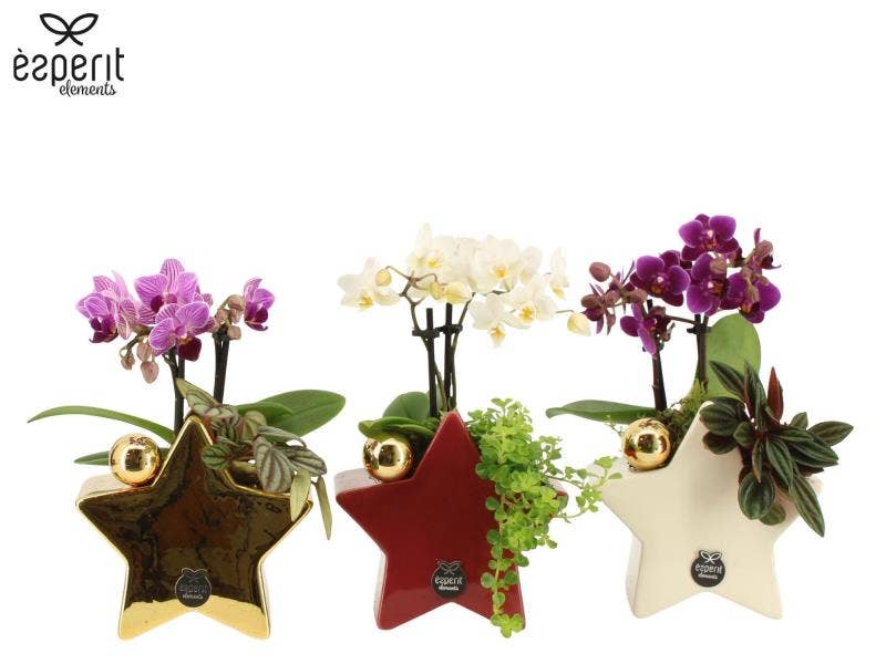 62019: X-mas arrangement