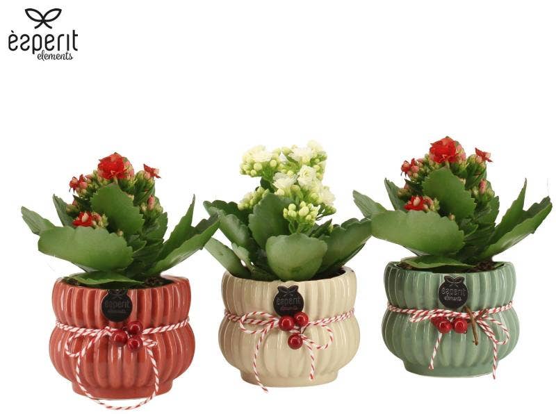 6501339: Solutionss X-mas