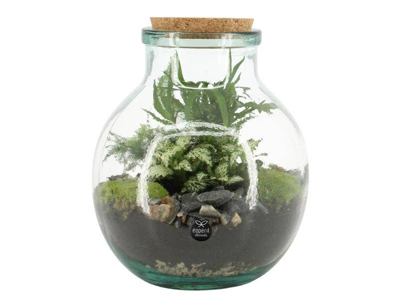 90076: Terrarium arrangement