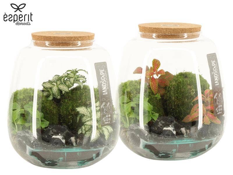 90818: Aqua-look Landscape Terrarium arrangement