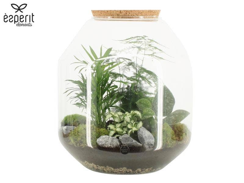 90847: Terrarium arrangement