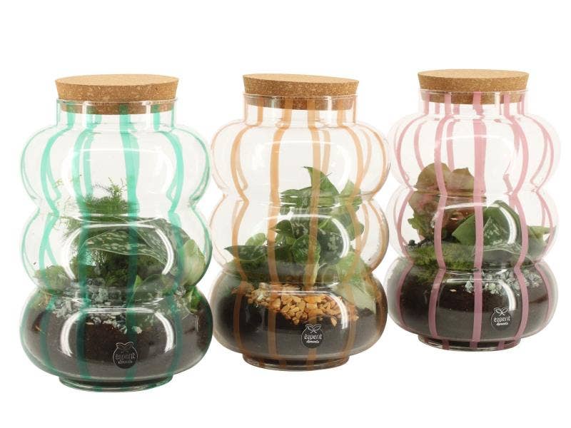 90874: Terrarium arrangement