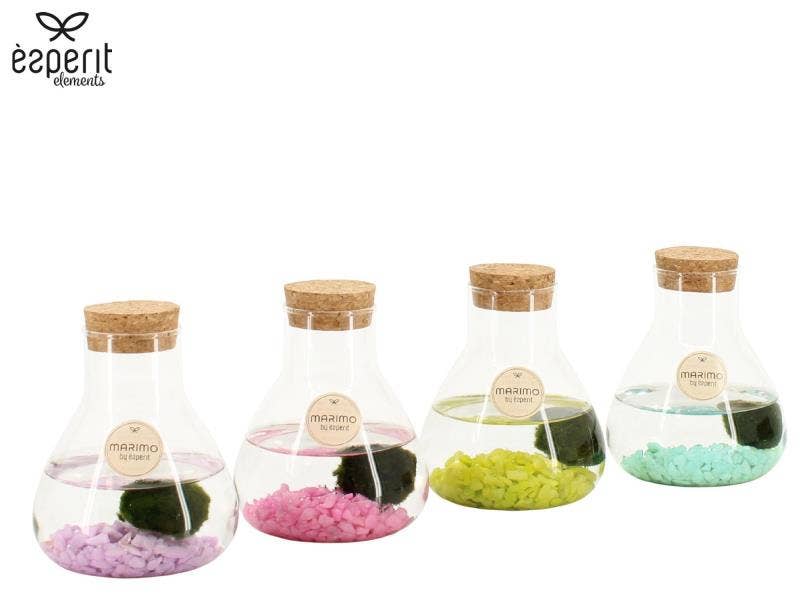 90945: Marimo arrangement