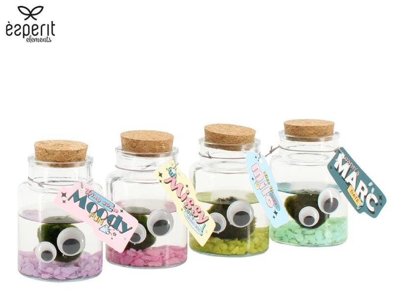 90948: Marimo arrangement