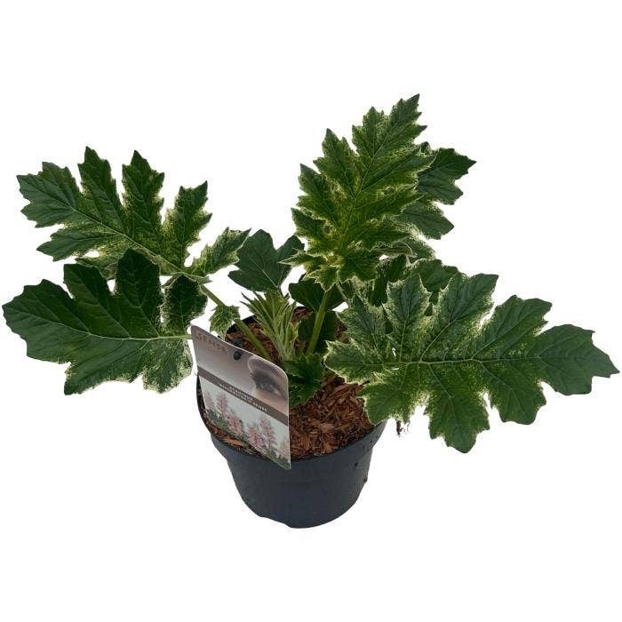 Acanthus 'White Water' sense Green Solutions