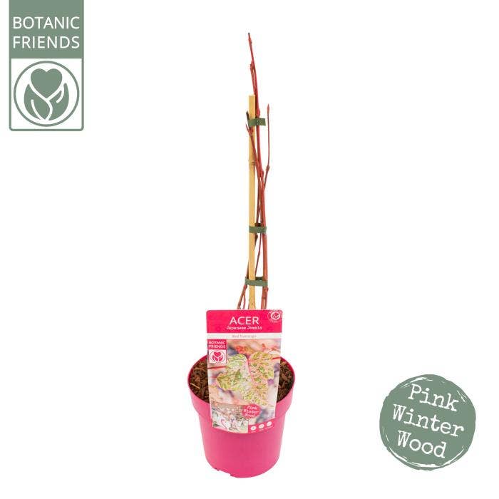 Acer con. 'Red Flamingo'