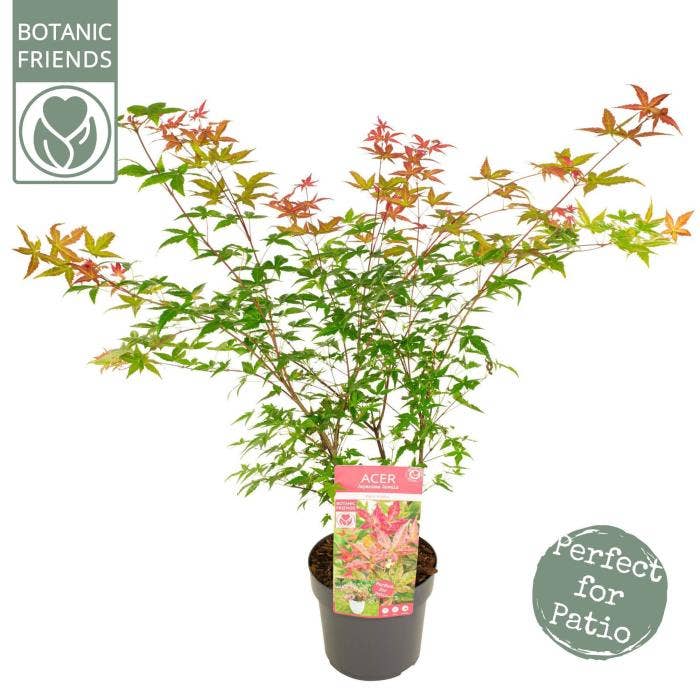 Acer pal. 'Beni-maiko'