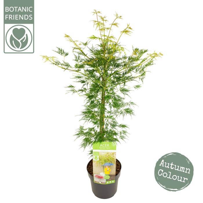 Acer pal. 'Emerald Lace'