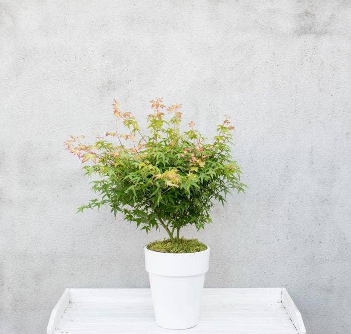 Acer pal. 'Little Princess'