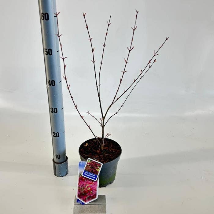 Acer palm. ‘Atropurpureum’