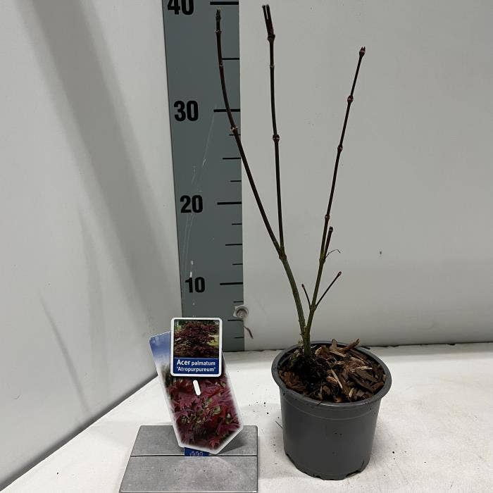 Acer palm. ‘Atropurpureum’