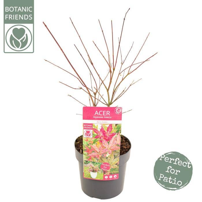 Acer palm. 'Beni-maiko'