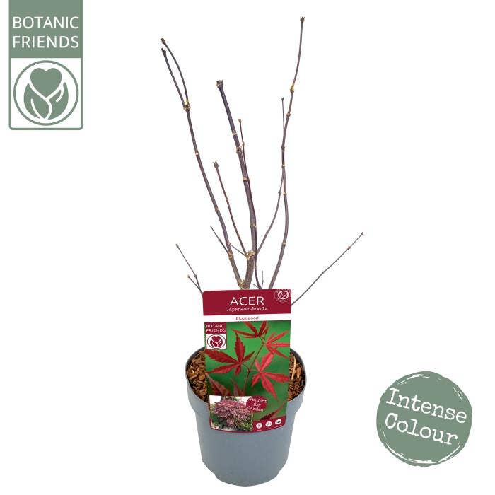 Acer palm. 'Bloodgood'