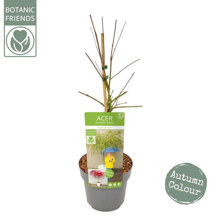 Acer palm. 'Emerald Lace'