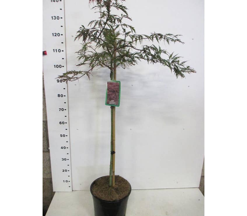 Acer palm. 'Inaba Shidare'