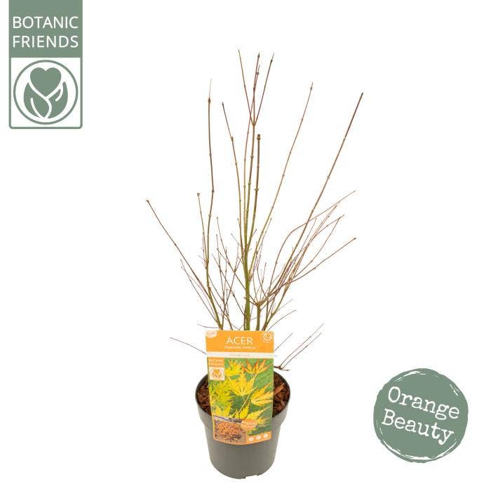 Acer palm. 'Orange Lace'