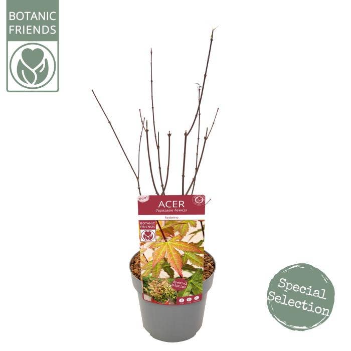 Acer palm. 'Redwine'