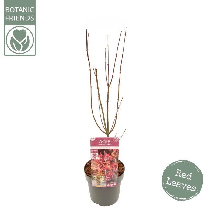 Acer palm. 'Skeeter's Broom'