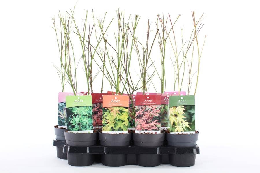 Acer palmatum