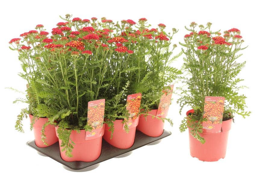 Achillea mil. 'Milly Rock Red'