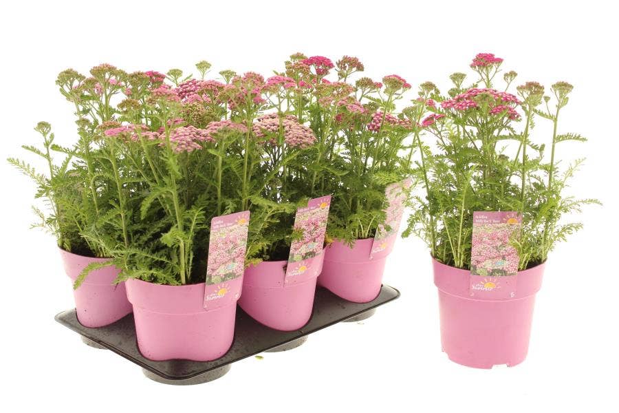 Achillea mil. 'Milly Rock Rose'