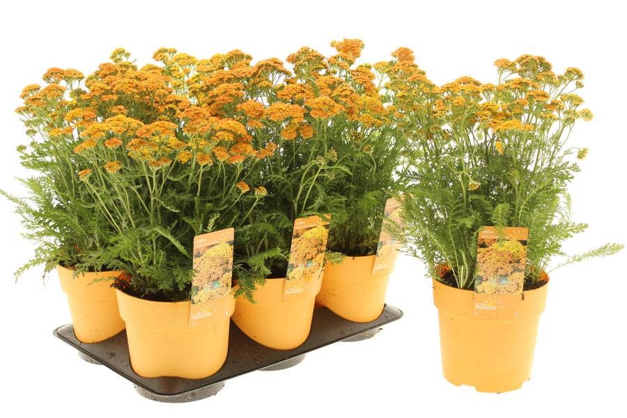 Achillea mil. 'Milly Rock Yellow'